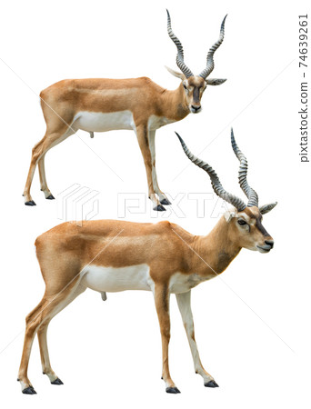 Blackbuck isolated 74639261