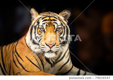 Siberian tiger Siberian tiger 74639347
