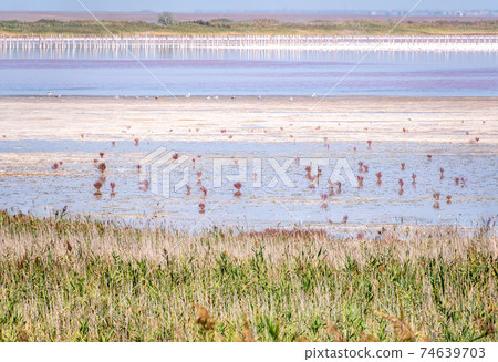 A beautiful salt lake with pink water. 74639703