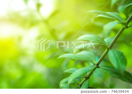 Natural green background Natural green background 74639934