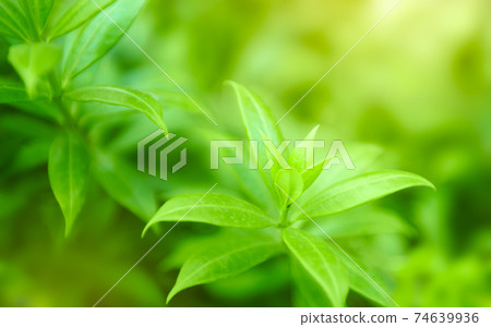 Natural green background Natural green background 74639936