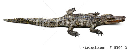Crocodile isolated on white Crocodile isolated on white 74639940