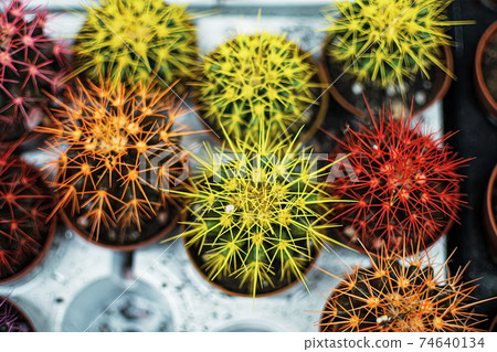 Beautiful red pink cacti. Decorative exotic houseplants, view from the top Beautiful red pink cacti. Decorative exotic houseplants, view from the top 74640134