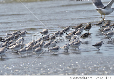 Seaside sanderling dunlin herd 74640187
