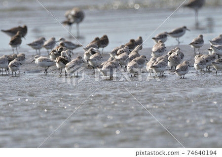 Seaside sanderling dunlin horde Seaside sanderling dunlin horde 74640194