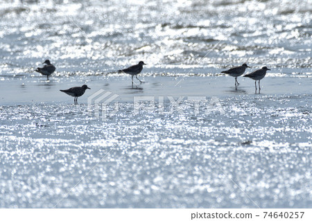 Gray plover on tidal flats 74640257