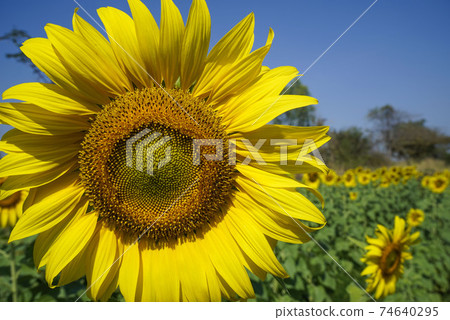 Flowering sunflower in the field. Sunflowers have abundant health benefits. Sunflower oil improves skin health and promote cell regeneration. Flowering sunflower in the field. Sunflowers have abundant health benefits. Sunflower oil improves skin health and promote cell regeneration. 74640295