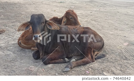 黑牛在印度的街道上休息 74640842