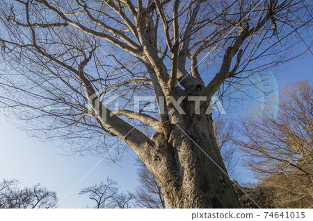 Seven-storied pagoda Musashi Kokubunji Ginkgo tree big tree park Tree root 74641015