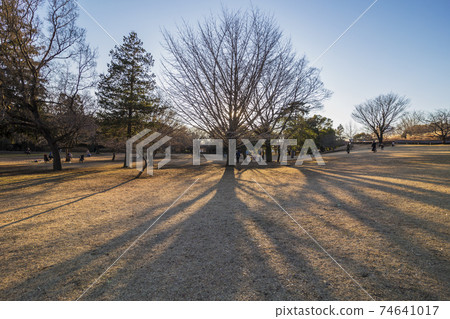 Seven-storied pagoda Musashi Kokubunji Ginkgo tree big tree park Tree root Seven-storied pagoda Musashi Kokubunji Ginkgo tree big tree park Tree root 74641017
