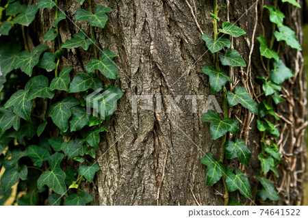 Beautiful natural texture of a climbing green ivy Beautiful natural texture of a climbing green ivy 74641522