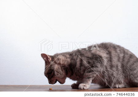 Grey cat eats some food on the table 74644036