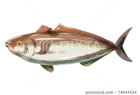 琥珀魚水彩風格 琥珀魚水彩風格 74644584