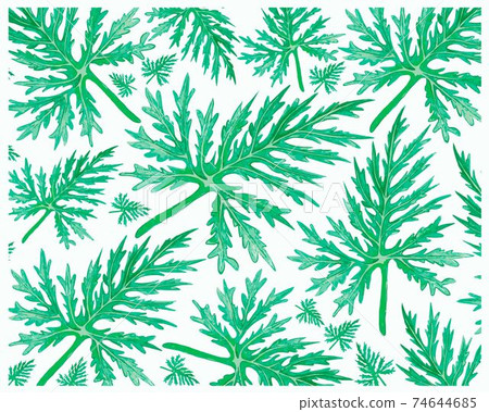 Illustration of Lacy Tree Philodendron Plants Background Illustration of Lacy Tree Philodendron Plants Background 74644685