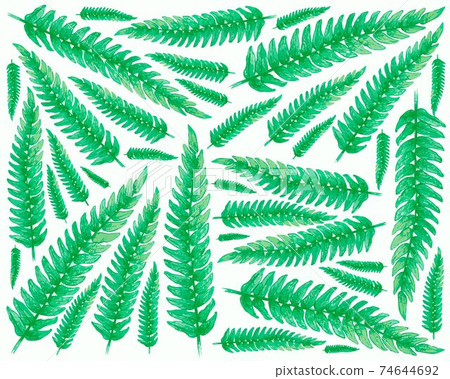Illustration of Tassle Ferns on White Background Illustration of Tassle Ferns on White Background 74644692