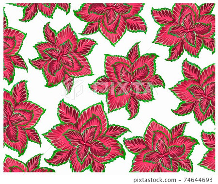 Illustration of Coleus or Painted Nettle Plants Background Illustration of Coleus or Painted Nettle Plants Background 74644693