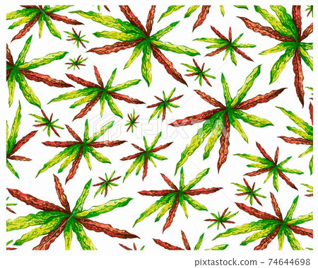 Croton Plant with Yellow and Green Leaves Background 74644698