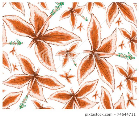 Illustration of Malaxis Calophylla Plants on White Background Illustration of Malaxis Calophylla Plants on White Background 74644711