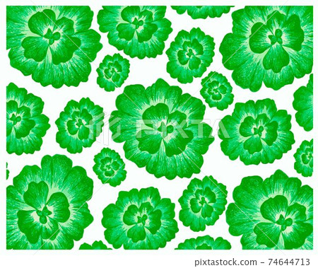 Illustration of Pistia Stratiotes or Water Cabbage Plants Background 74644713