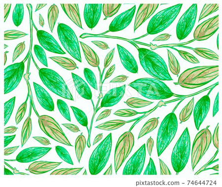 Illustration of Beautiful Philodendron Melanochrysum Plants Background Illustration of Beautiful Philodendron Melanochrysum Plants Background 74644724