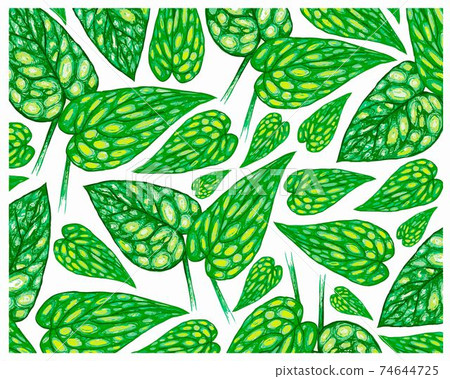 Illustration of Monstera Peru or Karstenianum Plants Background 74644725