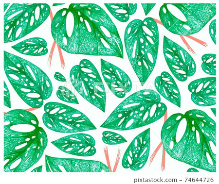 Illustration of Window Leaf or Monstera Obliqua Plants Background 74644726