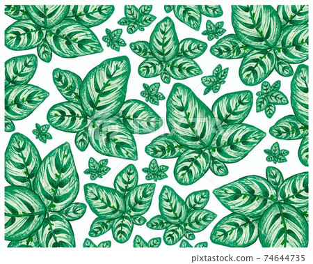 Illustration of Calathea Makoyana or Peacock Plants Background Illustration of Calathea Makoyana or Peacock Plants Background 74644735