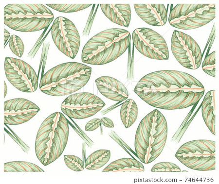 Illustration of Calathea Makoyana or Peacock Plants Background Illustration of Calathea Makoyana or Peacock Plants Background 74644736