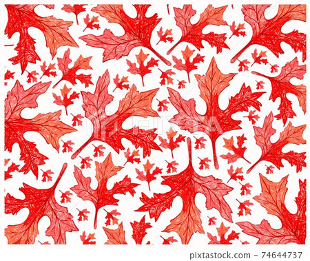 Illustration of Beautiful Fresh Red Hibiscus Leaves Background Illustration of Beautiful Fresh Red Hibiscus Leaves Background 74644737