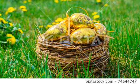 Easter basket eggs. Golden egg with yellow spring flowers in celebration basket on green grass background. Traditional decoration in sun light. Easter basket eggs. Golden egg with yellow spring flowers in celebration basket on green grass background. Traditional decoration in sun light. 74644747