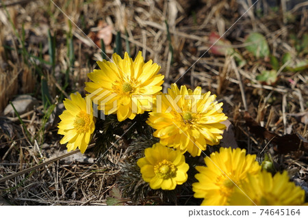 2月，府中市山茱Corn，府中277山茱us 74645164