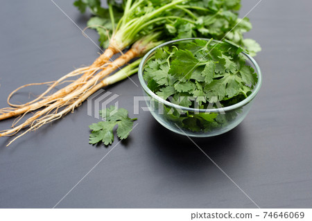 Coriander leaves and root on dark background. Coriander leaves and root on dark background. 74646069