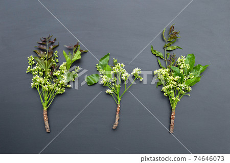 Neem leaves and flowers on dark background. Neem leaves and flowers on dark background. 74646073