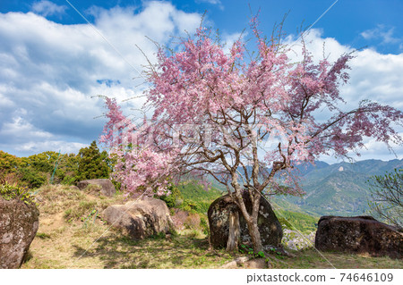 Onigajo城堡遺址（三月陽光明媚的櫻花） 74646109