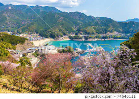 Onigajo城堡遺址（三月陽光明媚的櫻花） 74646111