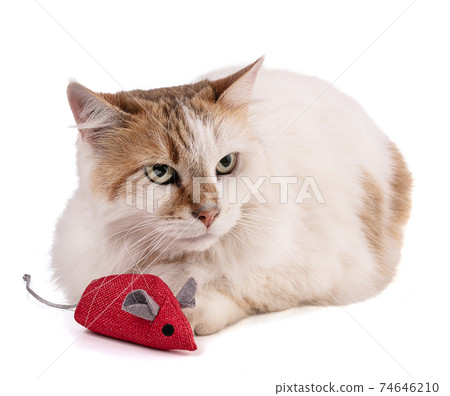 Portrait of a pretty cat with red mouse 74646210