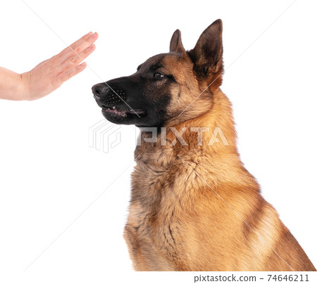 Young belgian Shepherd dog Malinois 74646211