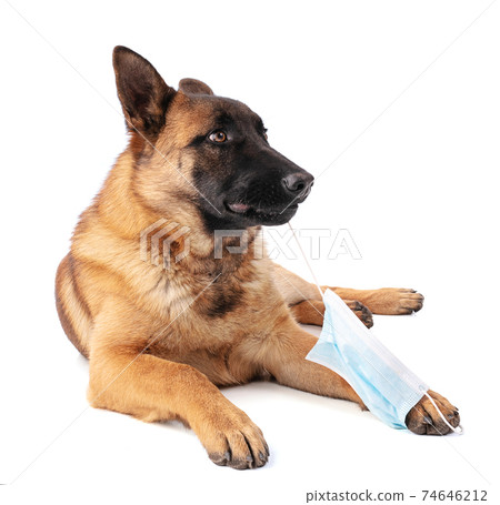 Young Belgian Shepherd dog Malinois eating a protective mask Young Belgian Shepherd dog Malinois eating a protective mask 74646212