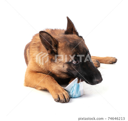 Young Belgian Shepherd dog Malinois eating a protective mask Young Belgian Shepherd dog Malinois eating a protective mask 74646213
