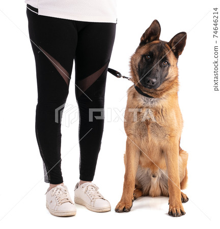 Young Belgian Shepherd dog Malinois sitting 74646214