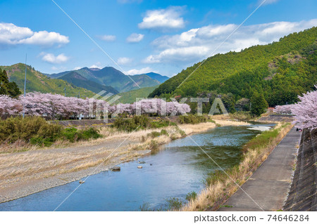 Sakura in Taiki Town, Mie Prefecture (March Sakura) Sakura in Taiki Town, Mie Prefecture (March Sakura) 74646284