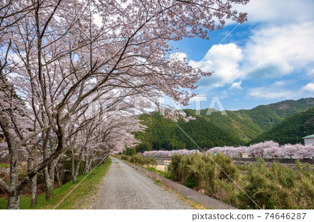 Sakura in Taiki Town, Mie Prefecture (March Sakura) Sakura in Taiki Town, Mie Prefecture (March Sakura) 74646287