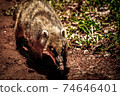 Argentine Iguazu National Park, Coati wildlife nature 74646401