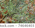 Texture of green moss on stone 74646403