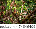 A bird sitting on a tree branch 74646409