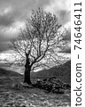 Tree in mountain landscape in the mountains in black white 74646411
