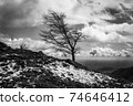 Tree in mountain landscape in the mountains in black white 74646412