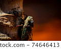 Close up of Cicada on tree tropical 74646413