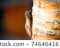 Close up of Cicada on tree tropical 74646416