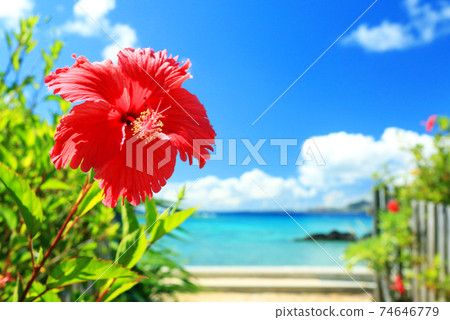 Okinawa's blue sea, blue sky and bright red hibiscus 74646779